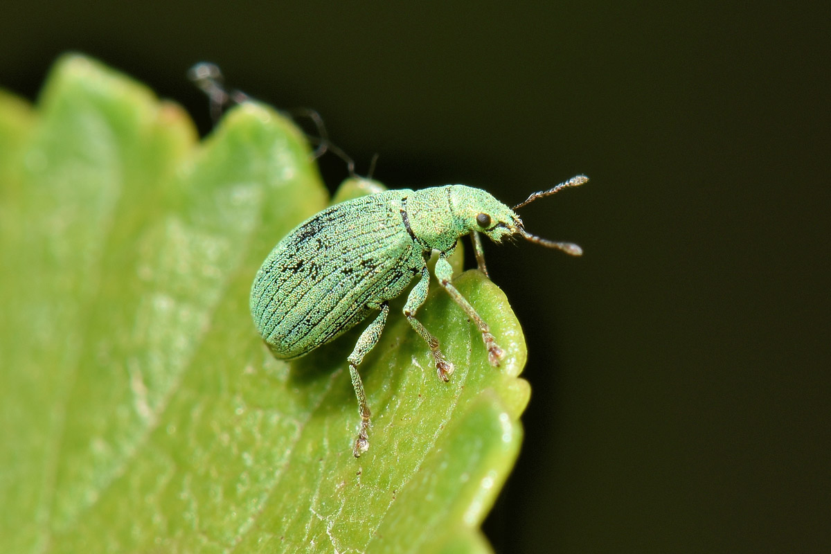 Curculionidae: Polydrusus brevicollis?  S !